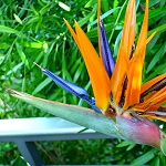 Botanischer Garten Berlin-Dahlem, Jardin botanique